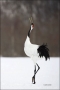 Japanese-Crane;Red-crowned-Crane;Crane;Grus-japonensis;Japan;Dancing-bird;one-an